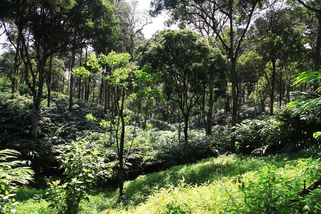 Thekkady Kalarickal Heritage Bungalow Vandanmedu Bagian luar foto